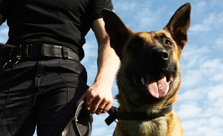 Unit Anjing Pengesan