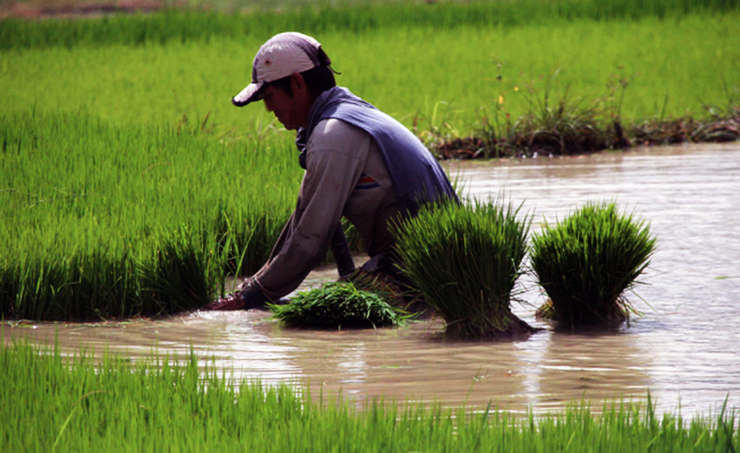 Pengeluaran Padi